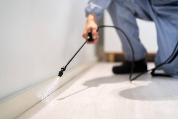 Professional exterminator conducting IPM assessment in Kingsley